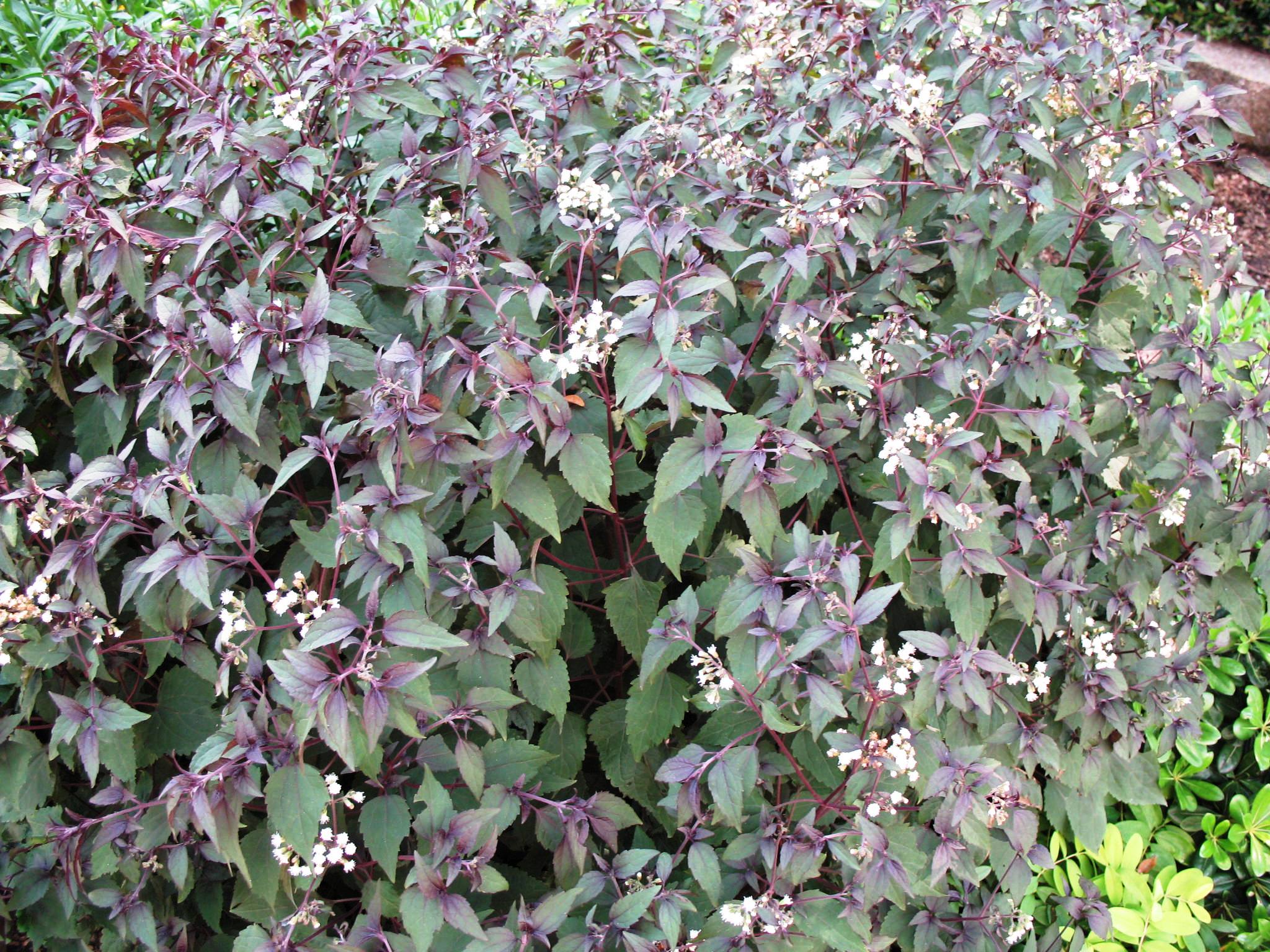 Online Plant Guide Eupatorium rugosum 'Chocolate' / Chocolate JoePye